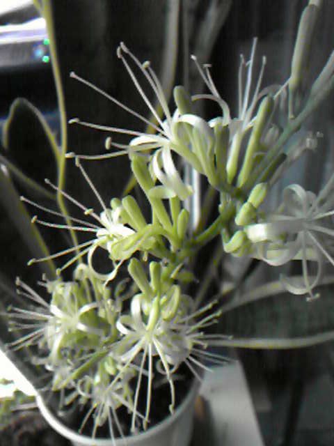 サンスベリアの花