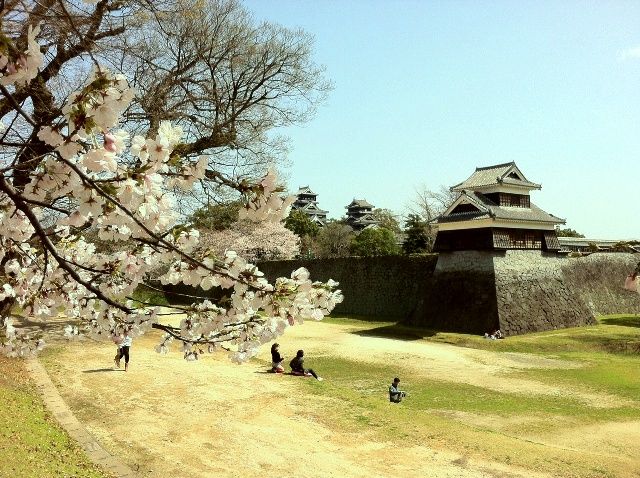桜満開、熊本城